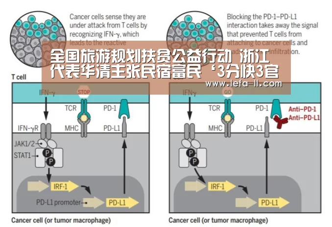 全国旅游规划扶贫公益行动 浙江代表华清主张民宿富民‘3分快3官网’